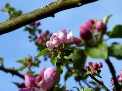 Spring apple blossom apple tree photo