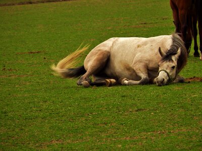 Horse arabian horse stocks