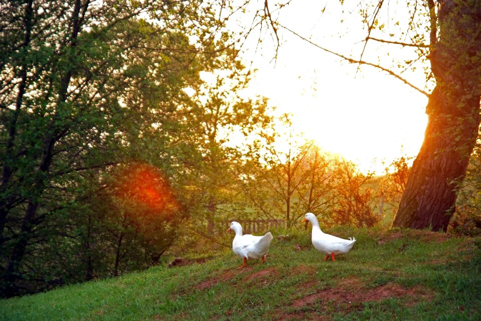 Light ducks nature