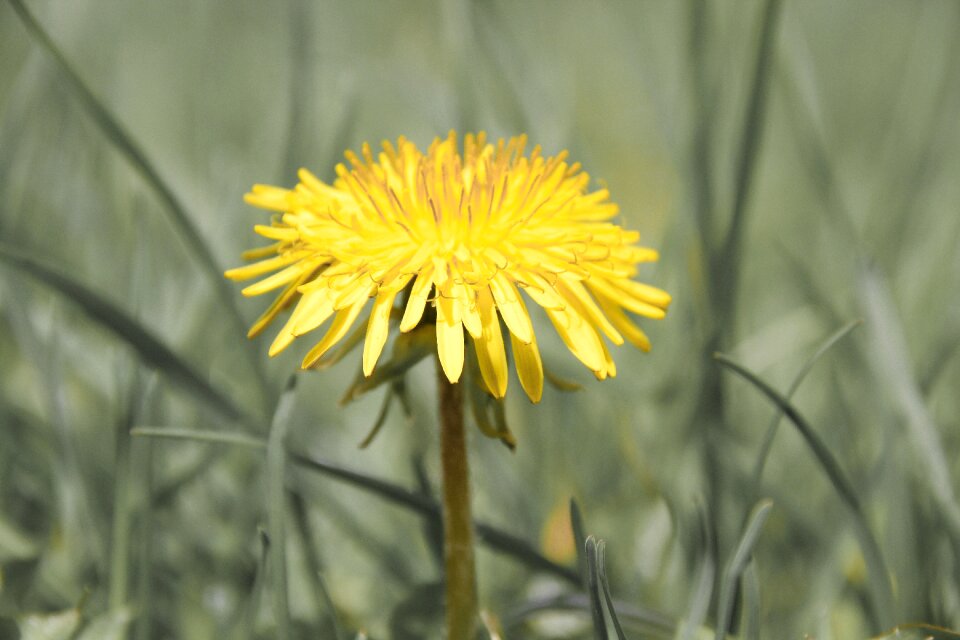 Spring meadow natural