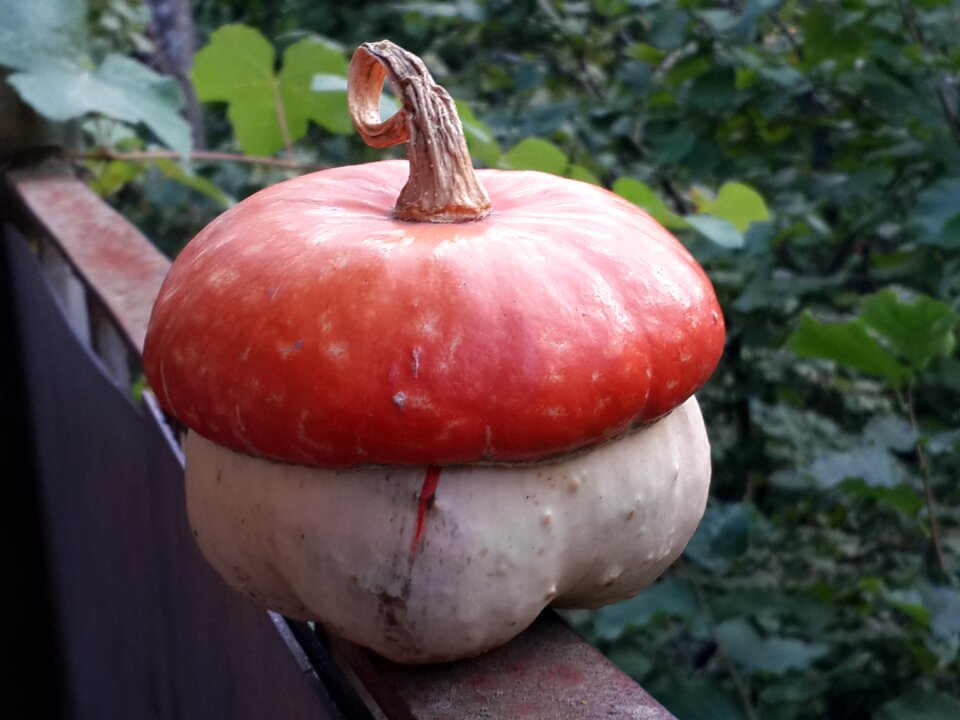 Vegetables fruit nature