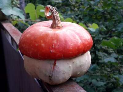 Vegetables fruit nature