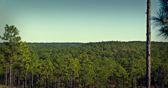 Trees natural landscape