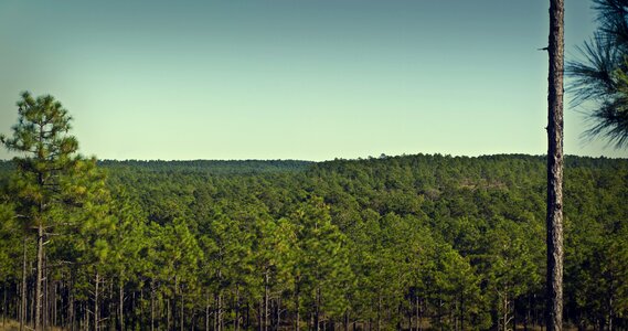 Trees natural landscape photo