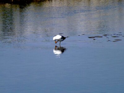 Seagull water reflection