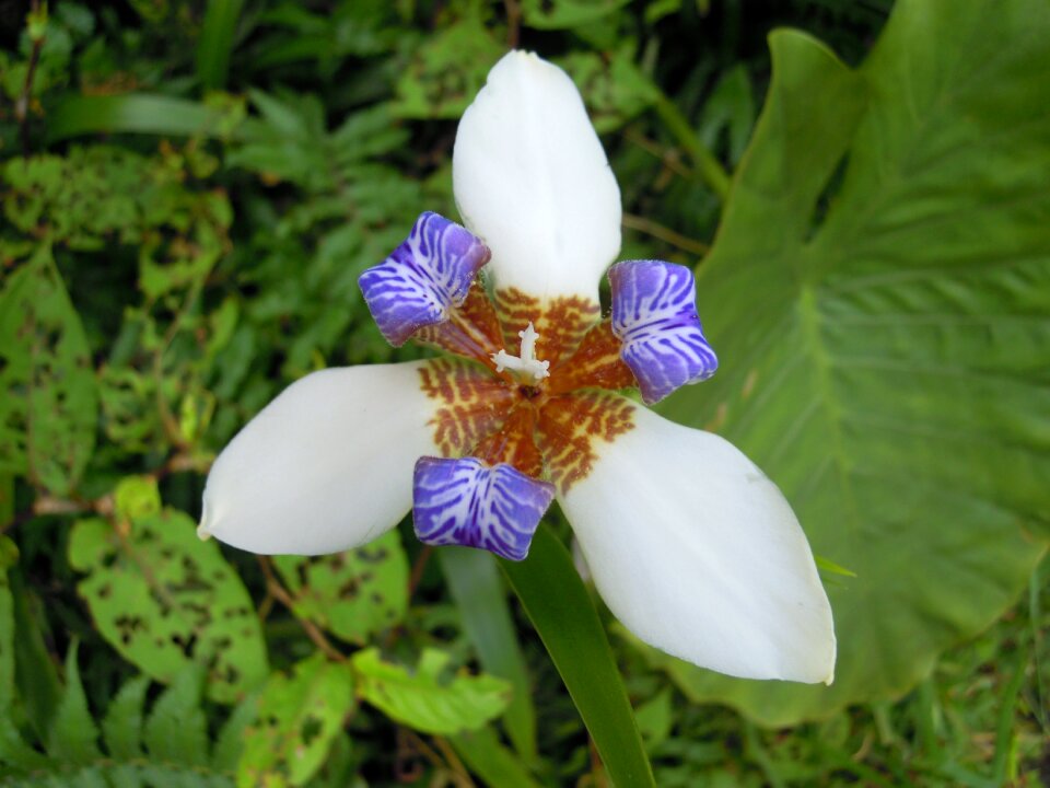 Flower sun ming shan spring