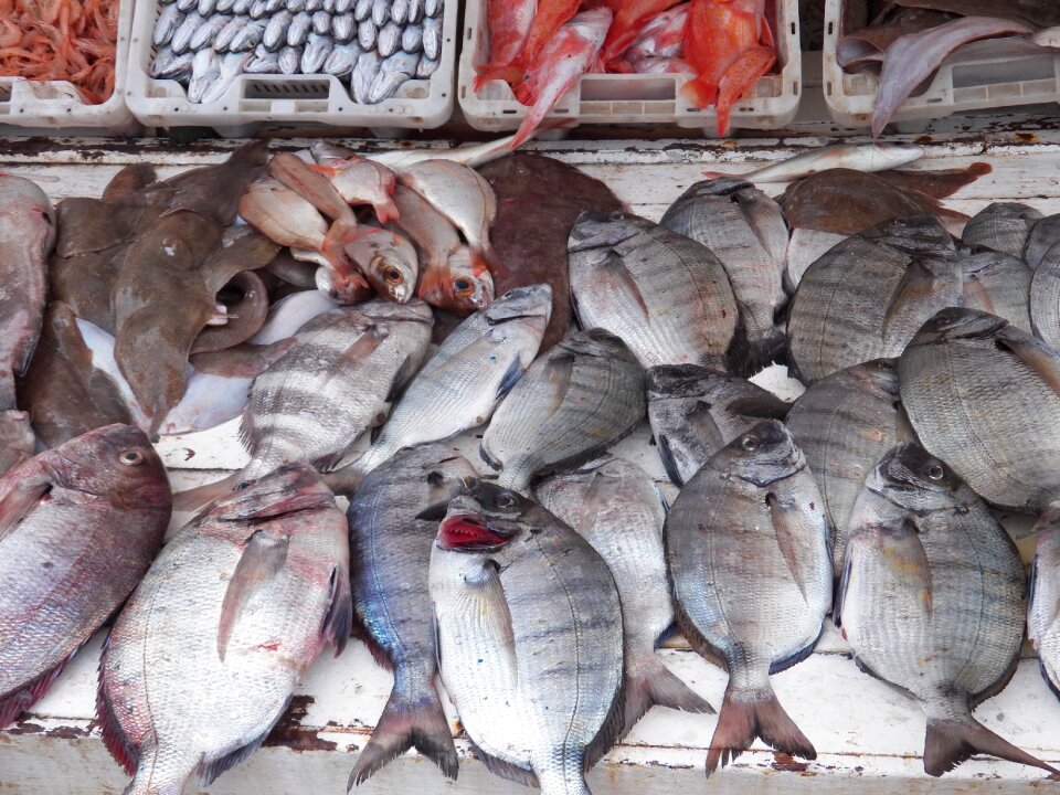 Fishing harbor food gray fish