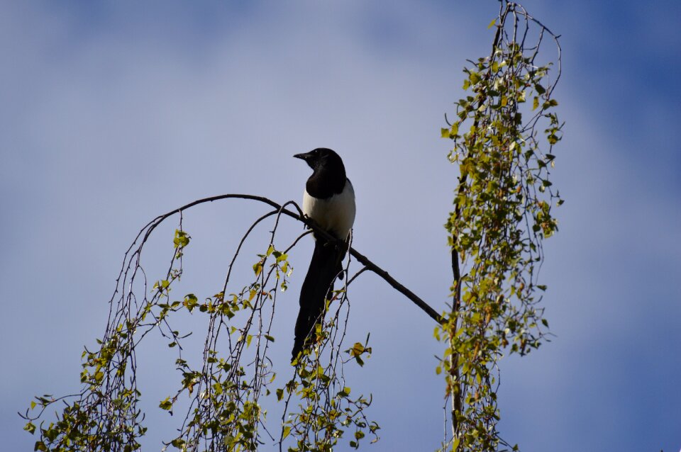 Bird raven bird blue sky