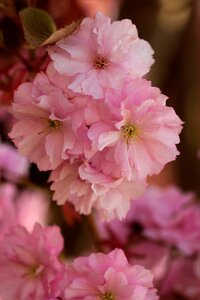 Japanese cherry pink spring photo