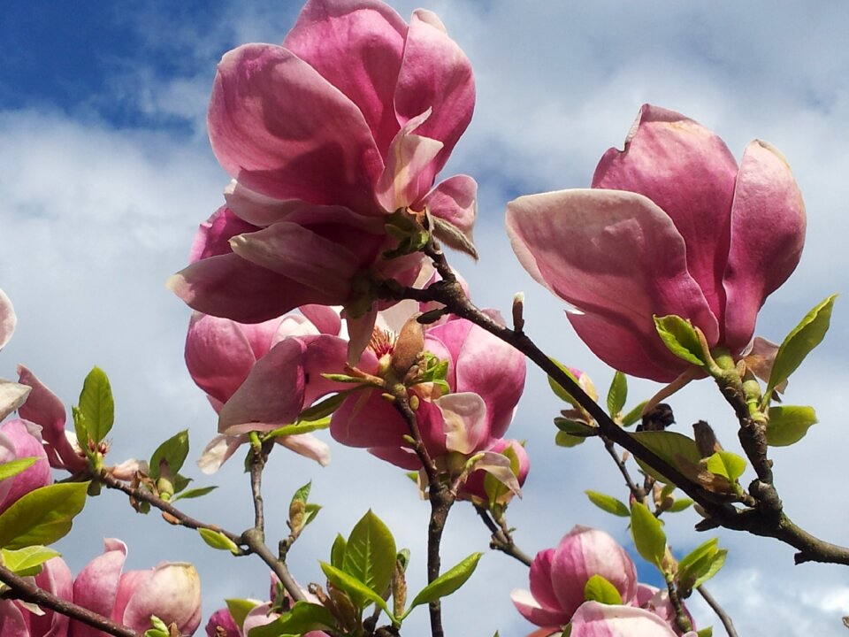 Flower plant nature