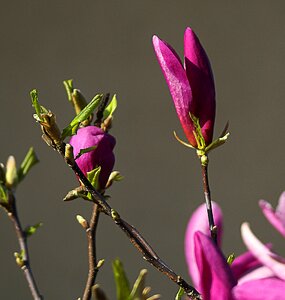 Spring flourishing violet photo