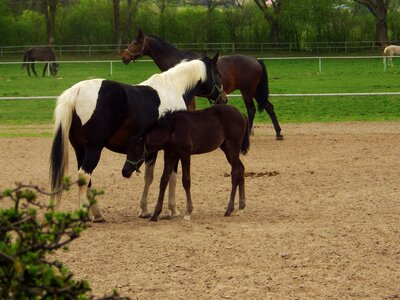 Stud janow podlaski arabian horse