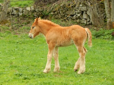 Foal prairie horse