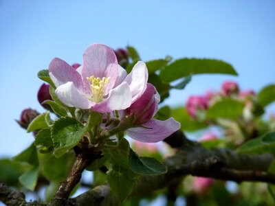 Spring apple blossom apple tree photo