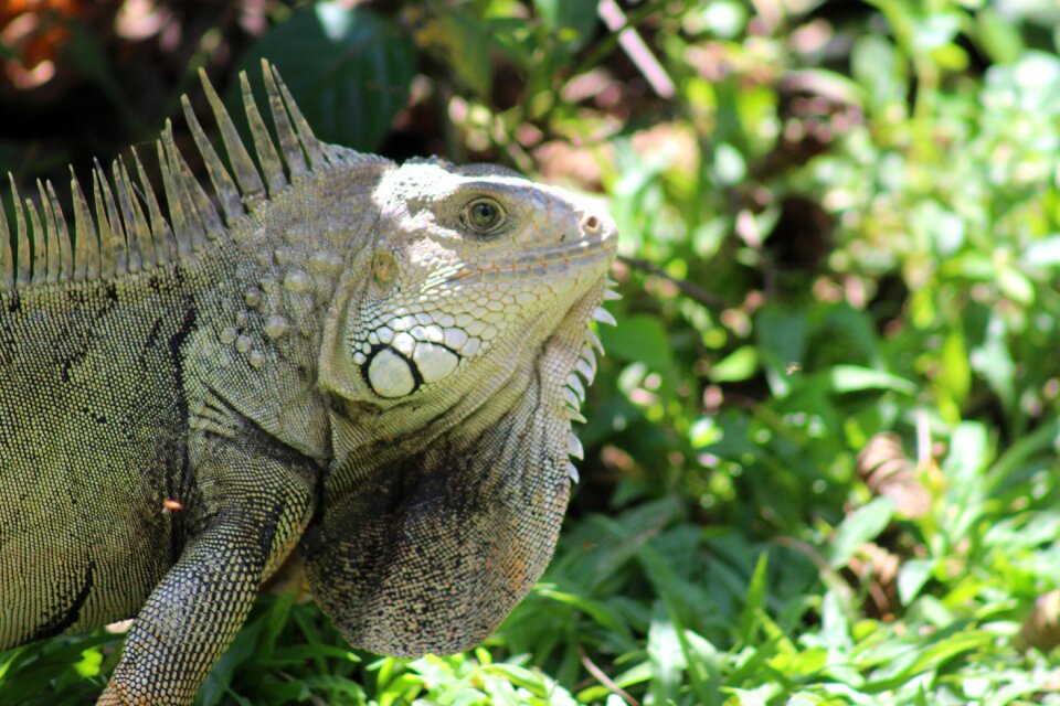 Nature animal colombia