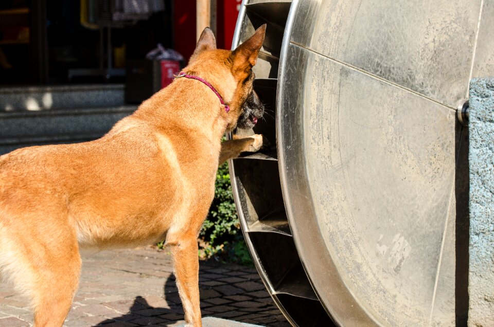 Dog shows a trick summer funny photo