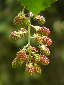 Fruits plant immature