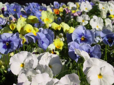 Pansies colorful