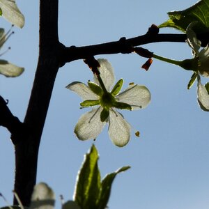 Spring cherry blossom tree photo