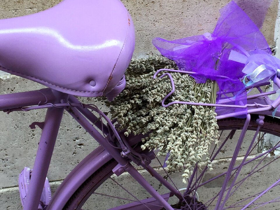 Purple lavender summer