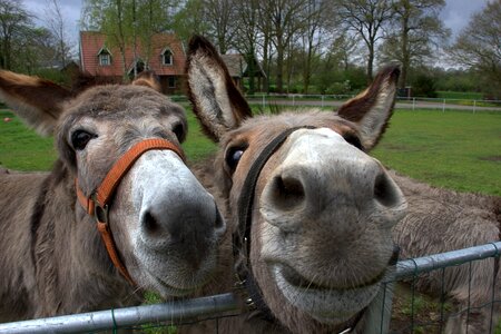 Donkeys animal the countryside