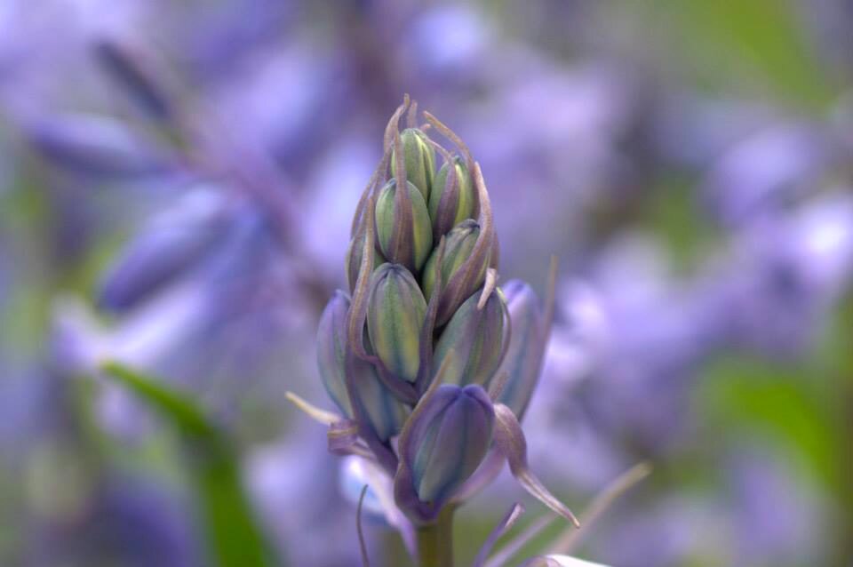 Purple spring garden photo