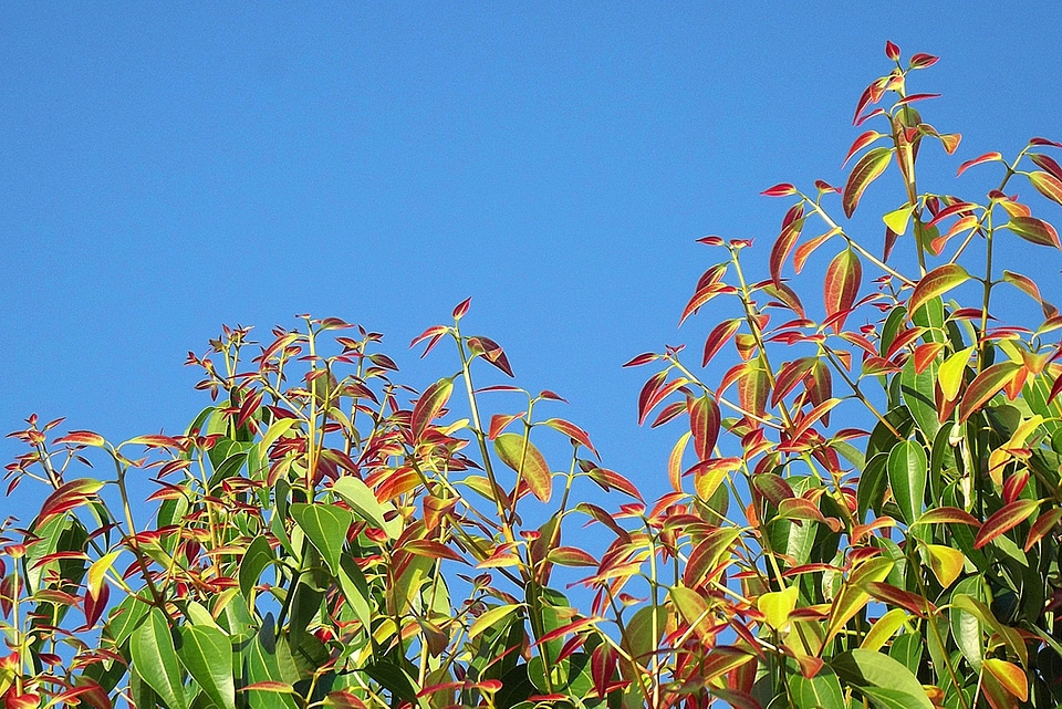Cinnamon leaves plant