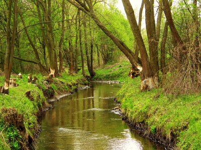 Landscape tree beaver