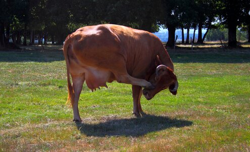 Cow toro udders photo