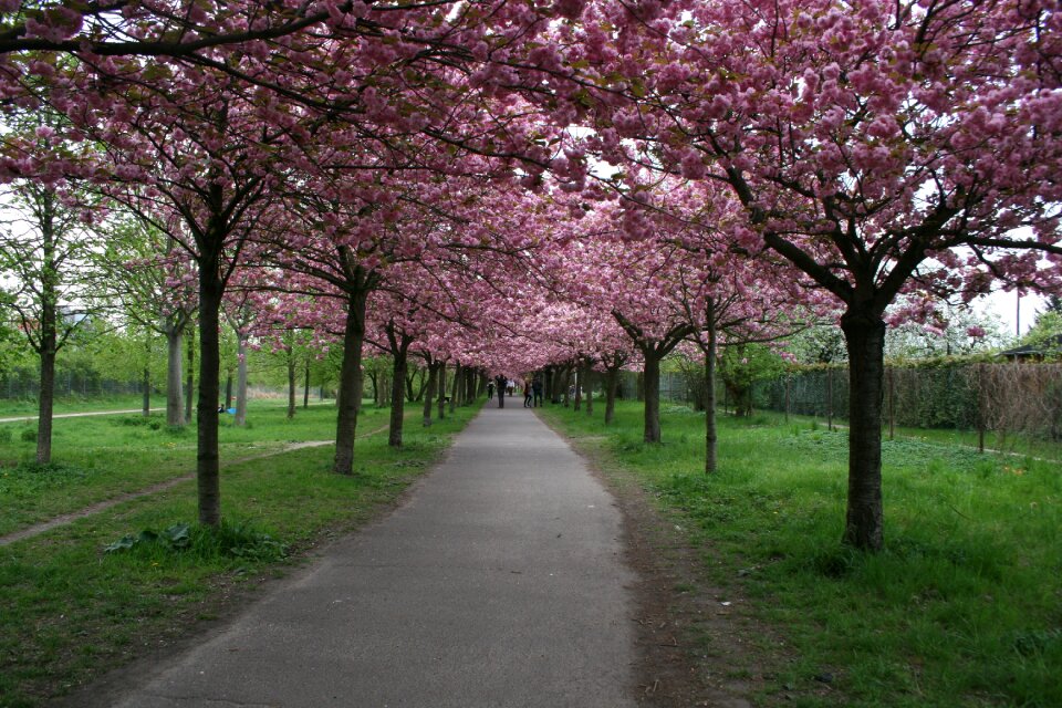 Japanese flowering cherry blossom bloom