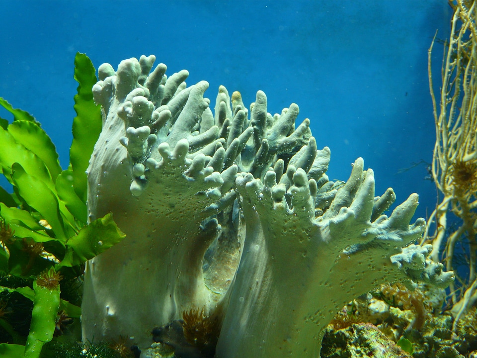 Colorful color soft corals