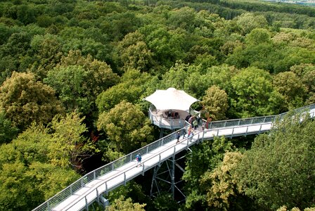 Autumn forest treetop treetop walking