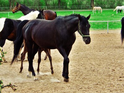 Horse arabian horse stocks