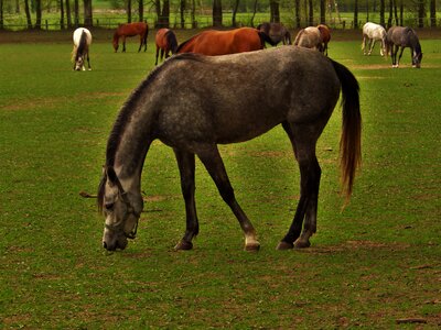 Horse arabian horse stocks