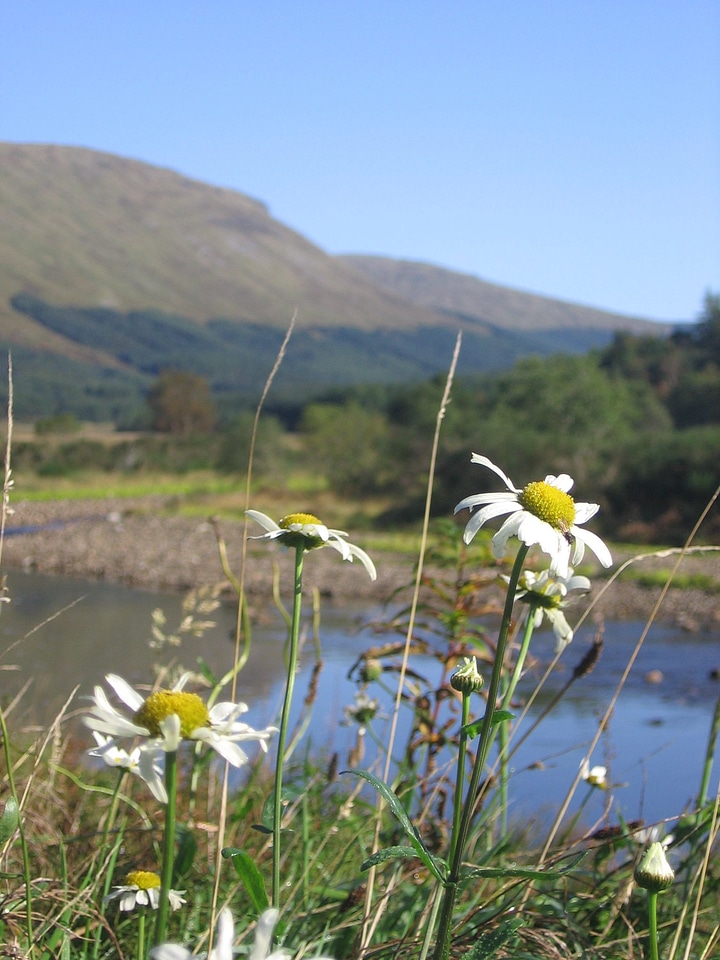 Daisies flowers nature