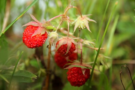 Fruit fresh sweet