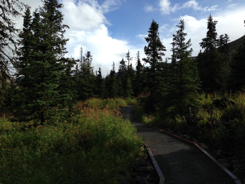 Beauty outdoor forest photo