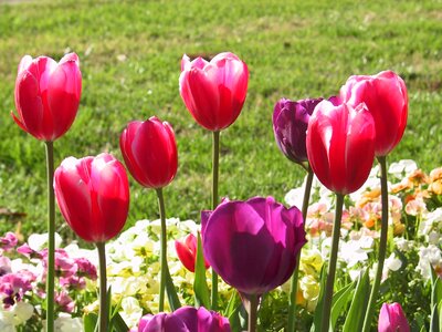 Tulip red