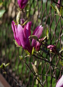 Spring flourishing violet