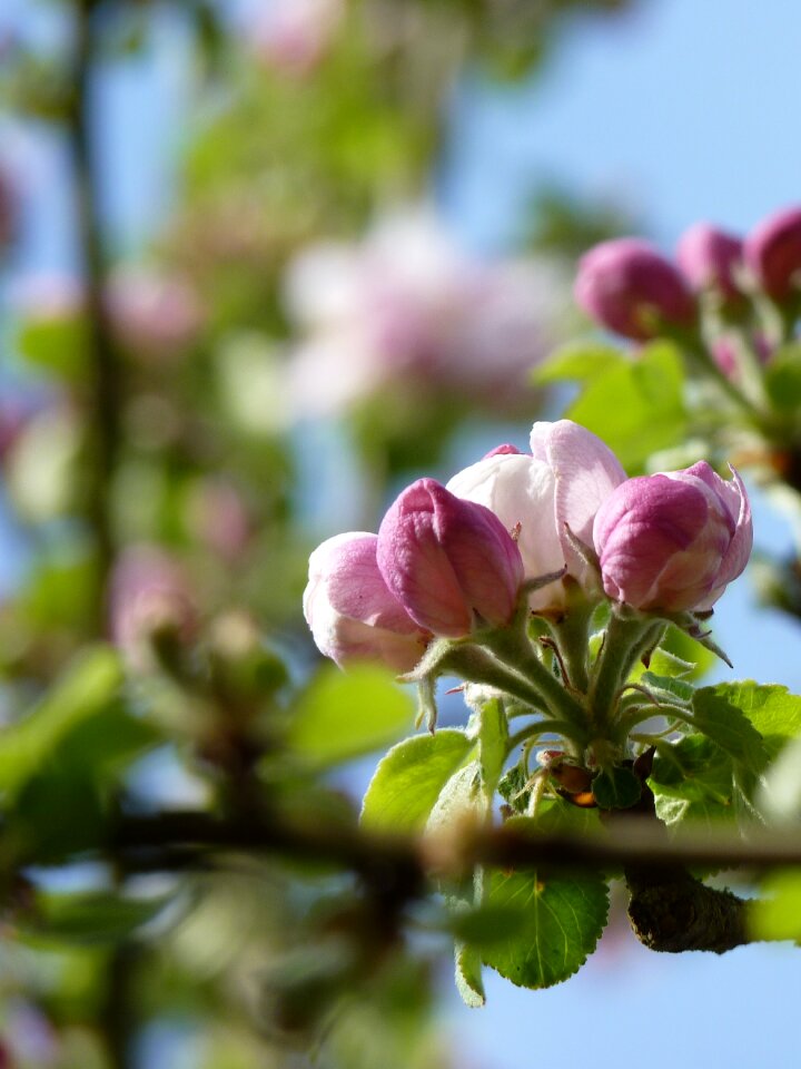 Close up bud spring photo