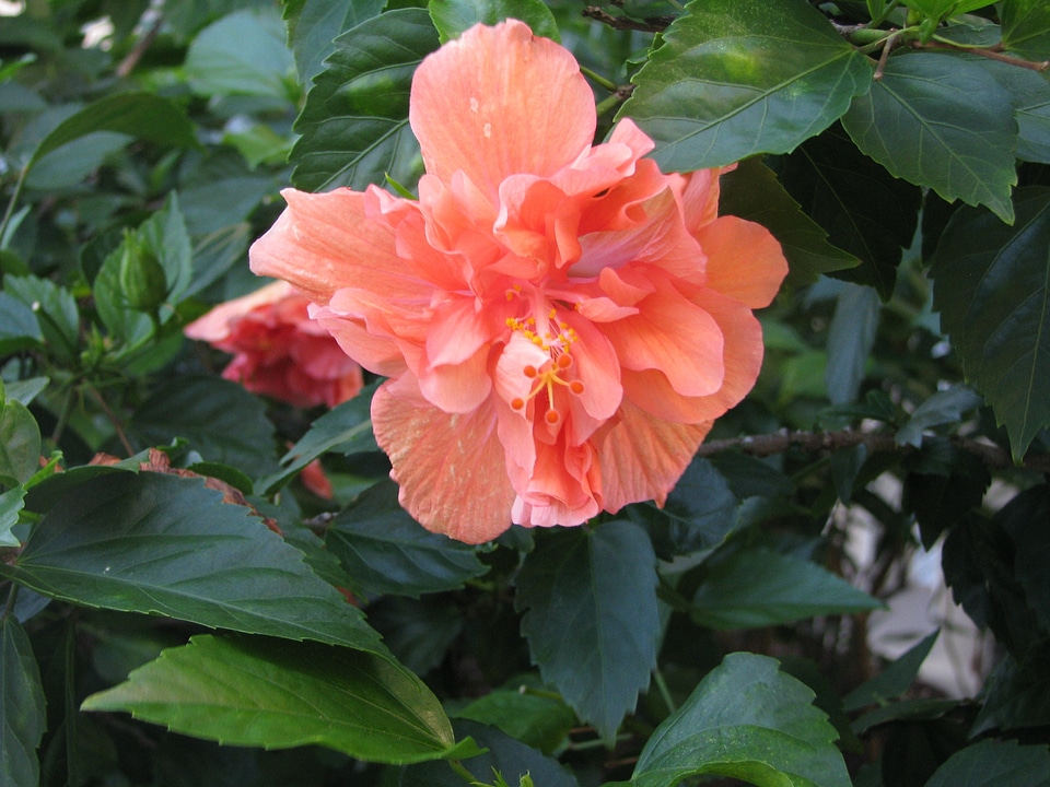 Flower leaves plant