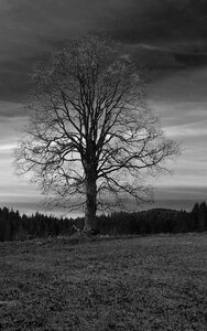 Tree black and white landscape