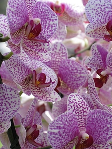 Orchids flowers plant photo