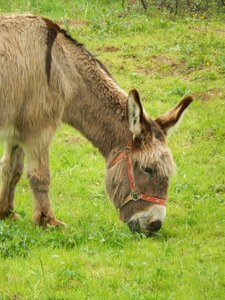 Donkey prairie animals photo