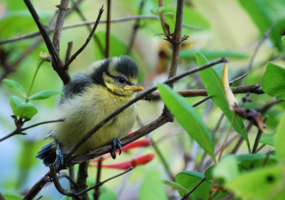 Bird cute small photo