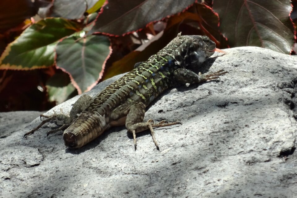 Reduced cut off reptile