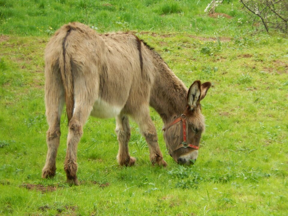 Donkey prairie nature