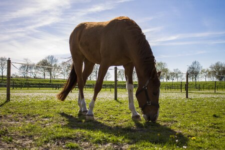 Blue sky muzzle grass