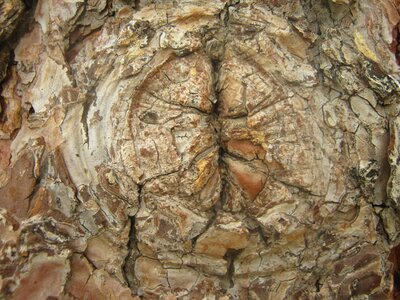 Texture natural wood photo