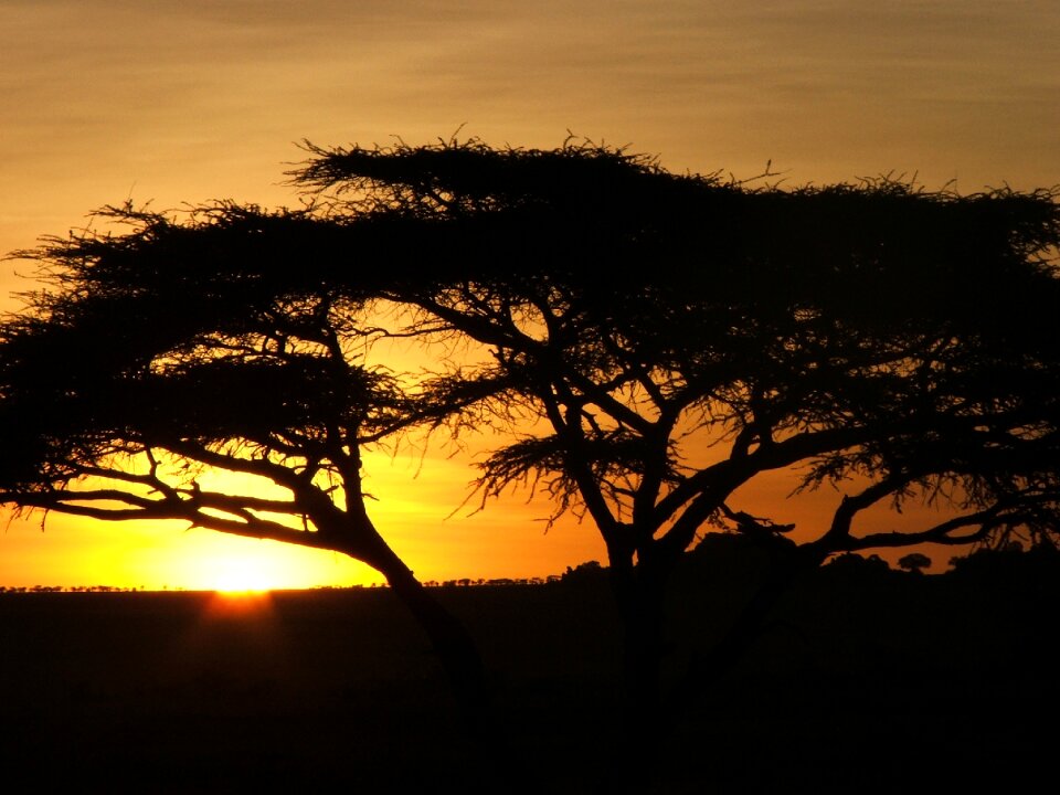 Spring africa dawn